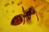 Three Detailed Fossil Ants (Formicidae) In Baltic Amber #139043-1